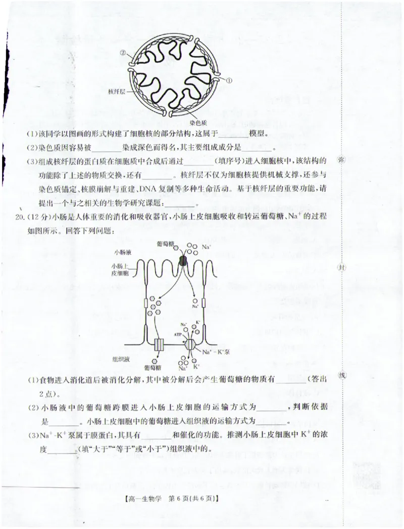 生物_2025年12月高一试卷_251216金太阳&middot;福建省南平市2025&mdash;2026学年高一第一学期期中质量检测（全）_福建省南平市2025-2026学年高一上学期半期联考（期中）生物