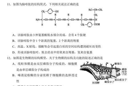 生物试题_2024年12月试卷_1222四川省南充市嘉陵一中2024-2025学年高一上学期12月月考_四川省南充市嘉陵一中2024-2025学年高一上学期12月月考生物试题Word版含答案