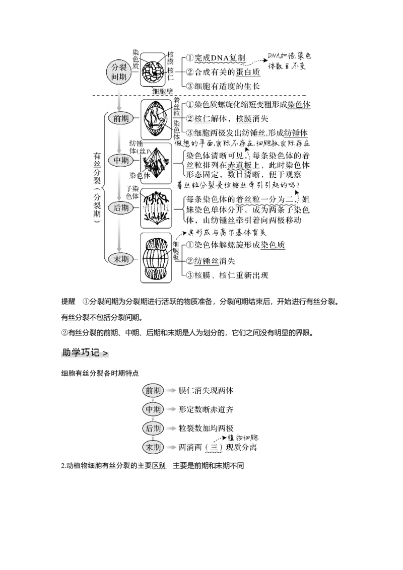 第10讲　细胞的增殖_新高考复习资料_2023年新高考复习资料_一轮复习_2023年新高考大一轮复习讲义_2023年高考生物一轮复习讲义（新人教新高考）_赠补充习题_Word版题库第二~六单元