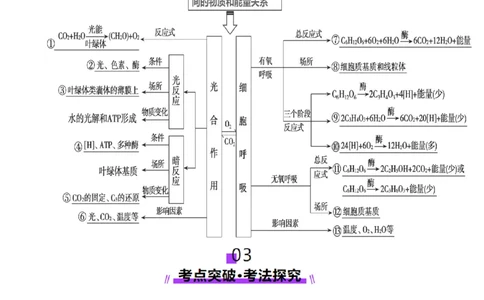 第11讲细胞代谢综合分析（讲义）（解析版）_2025年新高考资料_一轮复习_2025年高考生物一轮复习讲练测（新教材新高考）