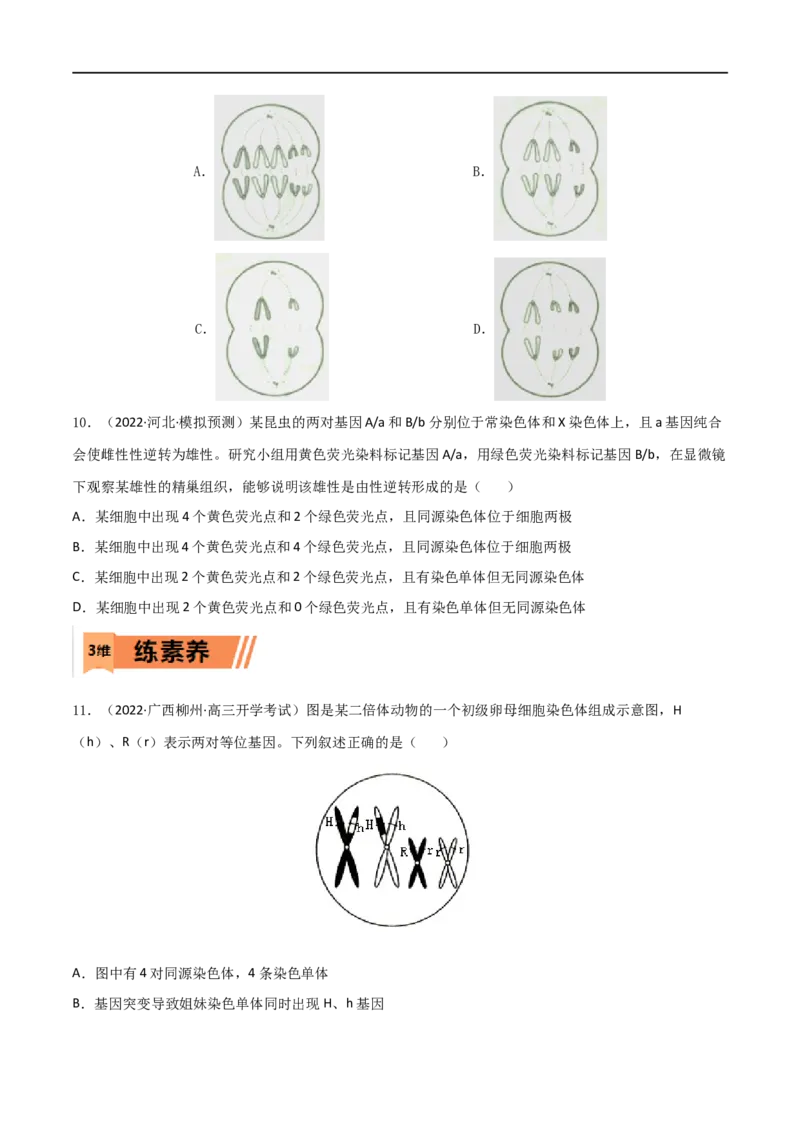 第11练减数分裂和受精作用（原卷版）_新高考复习资料_2023年新高考复习资料_一轮复习_2023年高考生物一轮复习小题多维练（新高考专用）