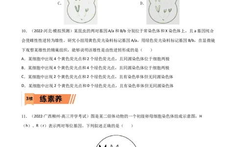 第11练减数分裂和受精作用（原卷版）_新高考复习资料_2023年新高考复习资料_一轮复习_2023年高考生物一轮复习小题多维练（新高考专用）