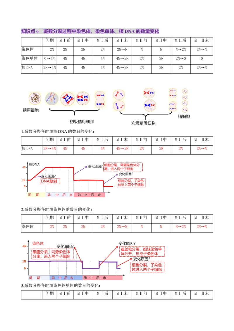 第13讲减数分裂和受精作用（讲义）（原卷版）_2025年新高考资料_一轮复习_2025年高考生物一轮复习讲练测（新教材新高考）
