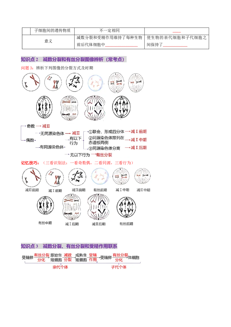 第13讲减数分裂和受精作用（讲义）（原卷版）_2025年新高考资料_一轮复习_2025年高考生物一轮复习讲练测（新教材新高考）