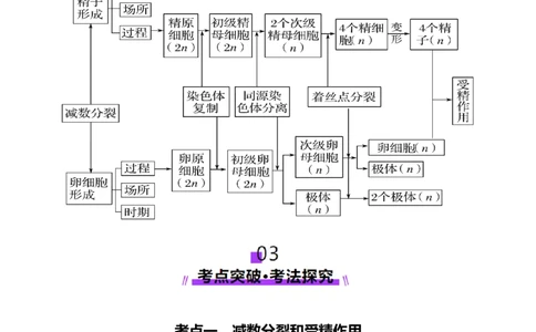 第13讲减数分裂和受精作用（讲义）（原卷版）_2025年新高考资料_一轮复习_2025年高考生物一轮复习讲练测（新教材新高考）