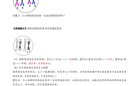 第13讲减数分裂和受精作用（讲义）（原卷版）_2025年新高考资料_一轮复习_2025年高考生物一轮复习讲练测（新教材新高考）