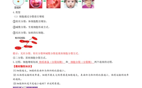 第12讲细胞增殖（讲义）（原卷版）_新高考复习资料_2025年新高考资料_2025年高考生物一轮复习讲练测（新教材新高考）