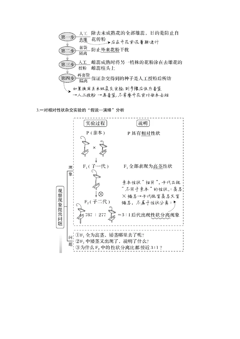 第13讲　基因的分离定律_新高考复习资料_2023年新高考复习资料_一轮复习_2023年新高考大一轮复习讲义_2023年高考生物一轮复习讲义（新人教新高考）_赠补充习题