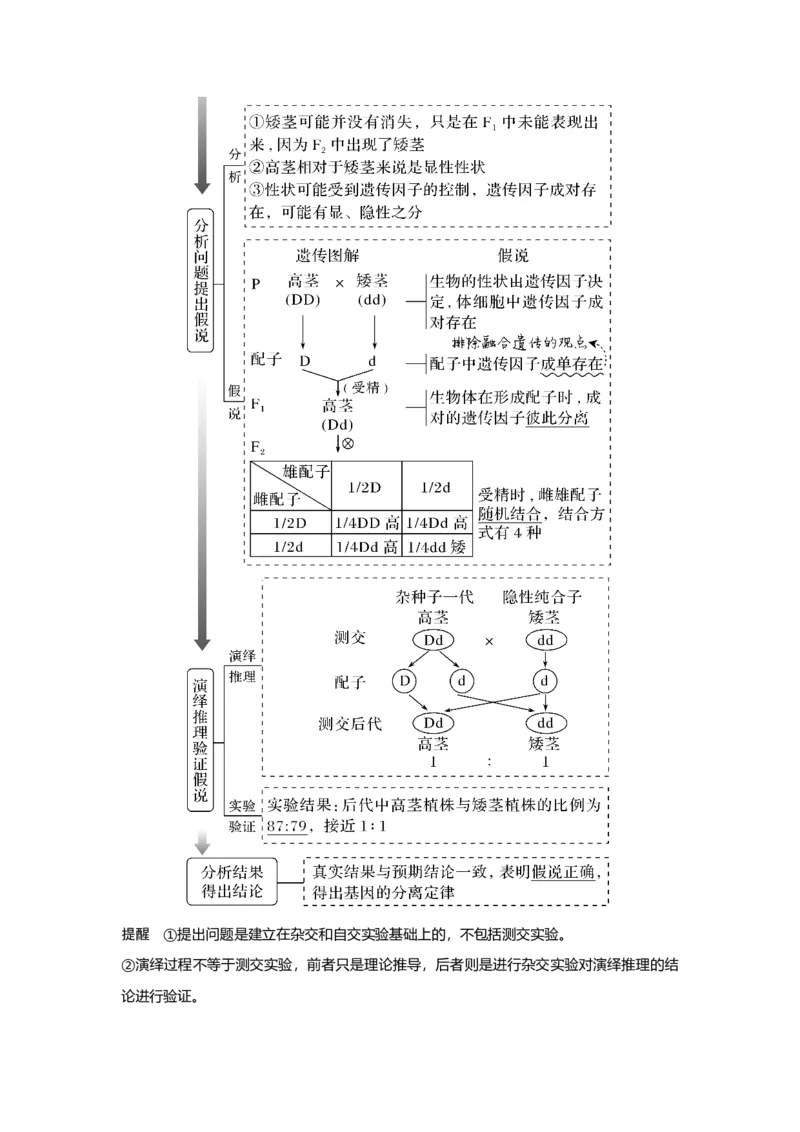 第13讲　基因的分离定律_新高考复习资料_2023年新高考复习资料_一轮复习_2023年新高考大一轮复习讲义_2023年高考生物一轮复习讲义（新人教新高考）_赠补充习题