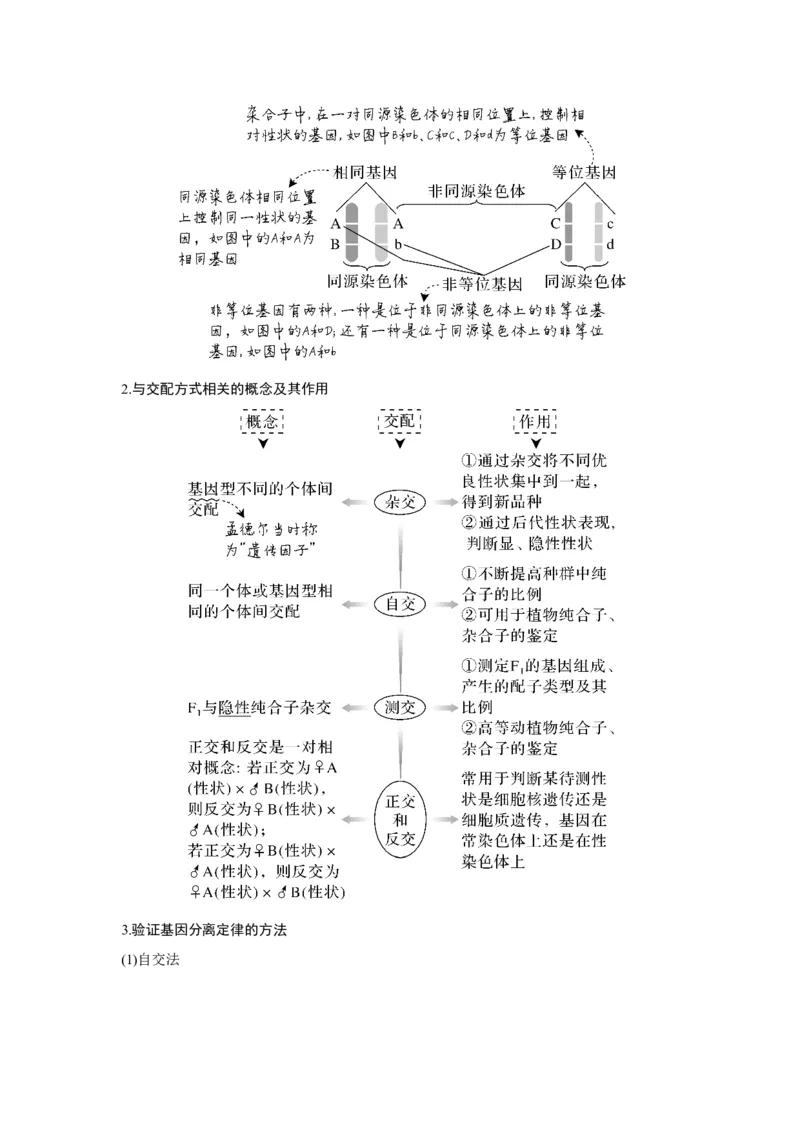 第13讲　基因的分离定律_新高考复习资料_2023年新高考复习资料_一轮复习_2023年新高考大一轮复习讲义_2023年高考生物一轮复习讲义（新人教新高考）_赠补充习题