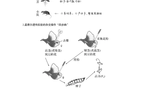 第13讲　基因的分离定律_新高考复习资料_2023年新高考复习资料_一轮复习_2023年新高考大一轮复习讲义_2023年高考生物一轮复习讲义（新人教新高考）_赠补充习题