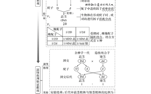 第13讲　基因的分离定律_新高考复习资料_2023年新高考复习资料_一轮复习_2023年新高考大一轮复习讲义_2023年高考生物一轮复习讲义（新人教新高考）_赠补充习题