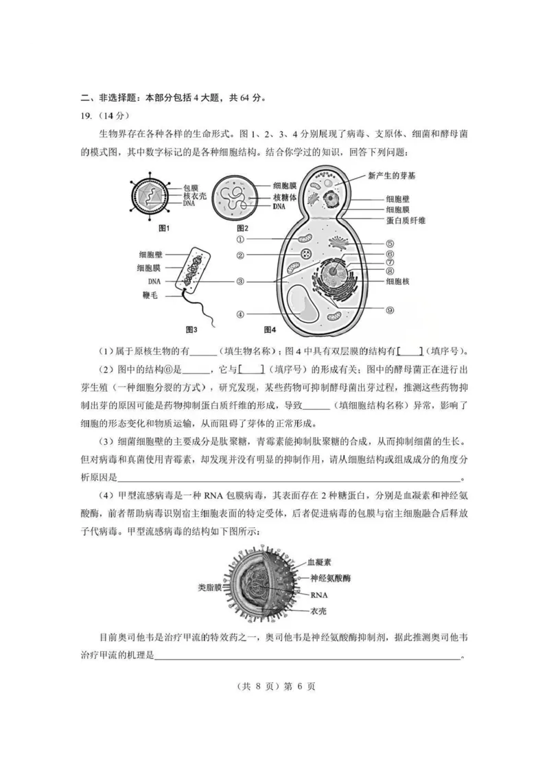 生物试题卷+答案-湖北省孝感市楚天协作体2025-2026学年度上学期高一年级期末考试(2.6-2.7)_2026年02月高一试卷_260216湖北省孝感市楚天协作体2025-2026学年度上学期高一年级期末考试（全）
