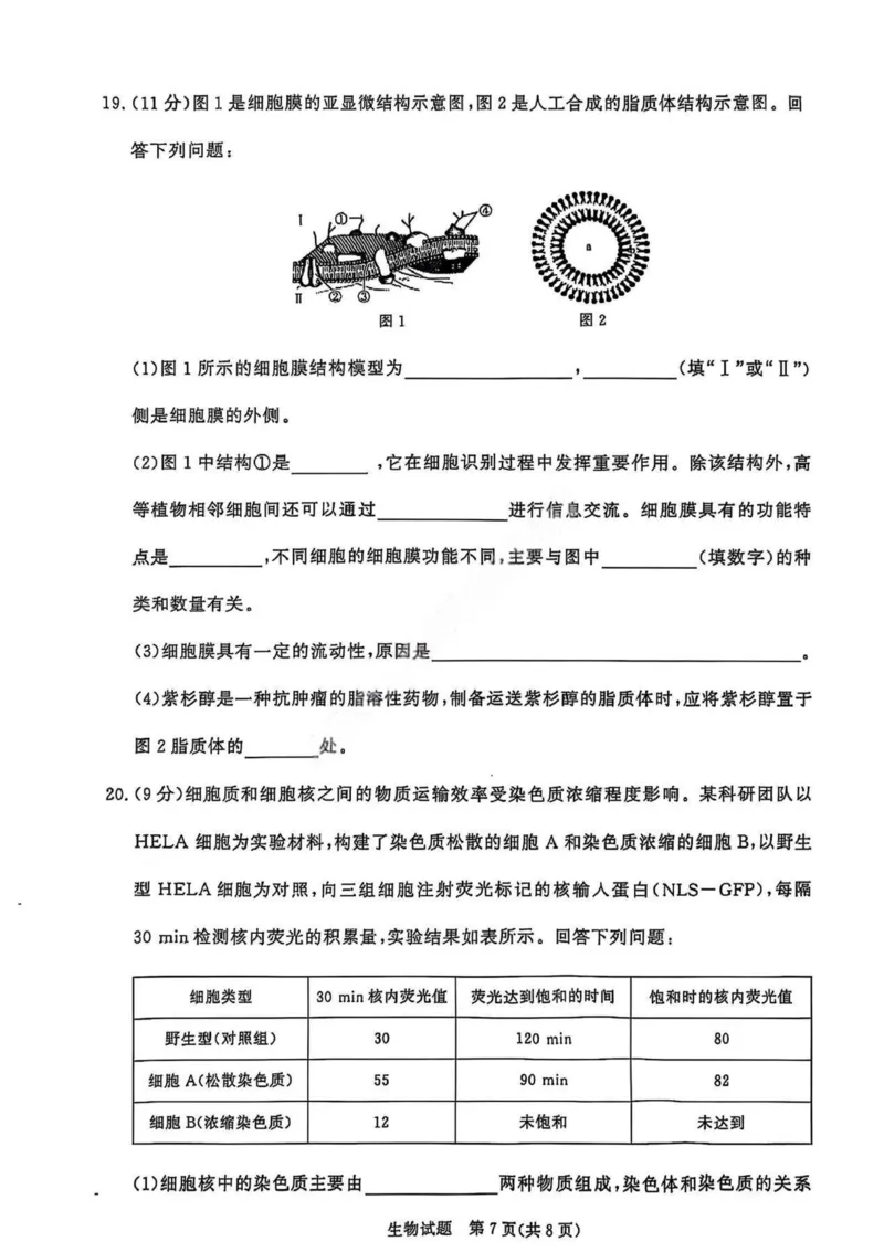 生物试卷_2025年11月高一试卷_251127河南青铜鸣大联考2025-2026学年上学期高一期中考试（全）_河南青铜鸣大联考2025-2026学年上学期高一期中考试生物试题含答案