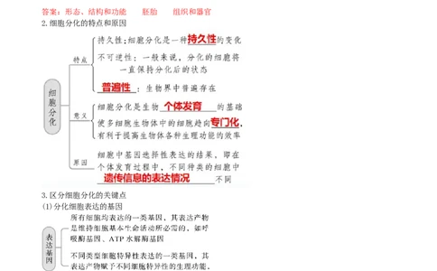 第14讲细胞的分化、衰老、死亡和癌变（讲义）（教师版）_新高考复习资料_2024年新高考复习资料_一轮复习资料_完2024年高考生物一轮复习讲练测(课件+讲义+练习)（新高考）_讲义+练习