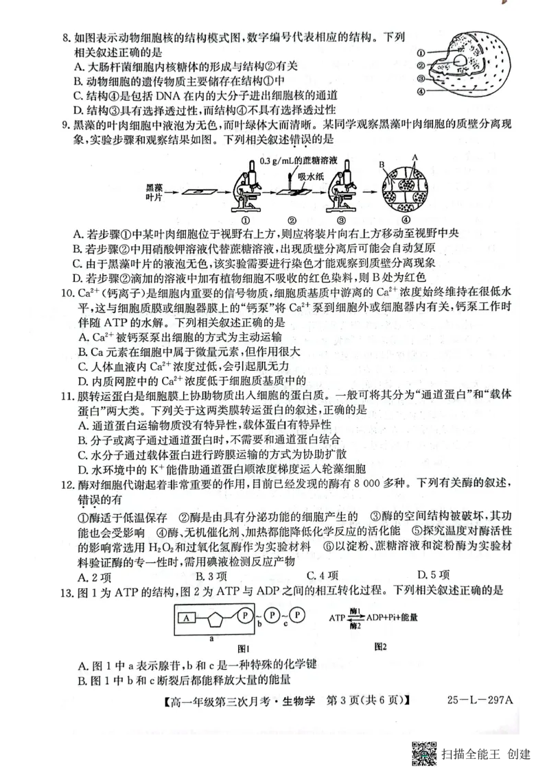 生物试题_2024年12月试卷_1201金太阳河北省联考2024-2025学年高一上学期第三次月考11月_河北省联考2024-2025学年高一上学期第三次月考11月月考生物试题含答案