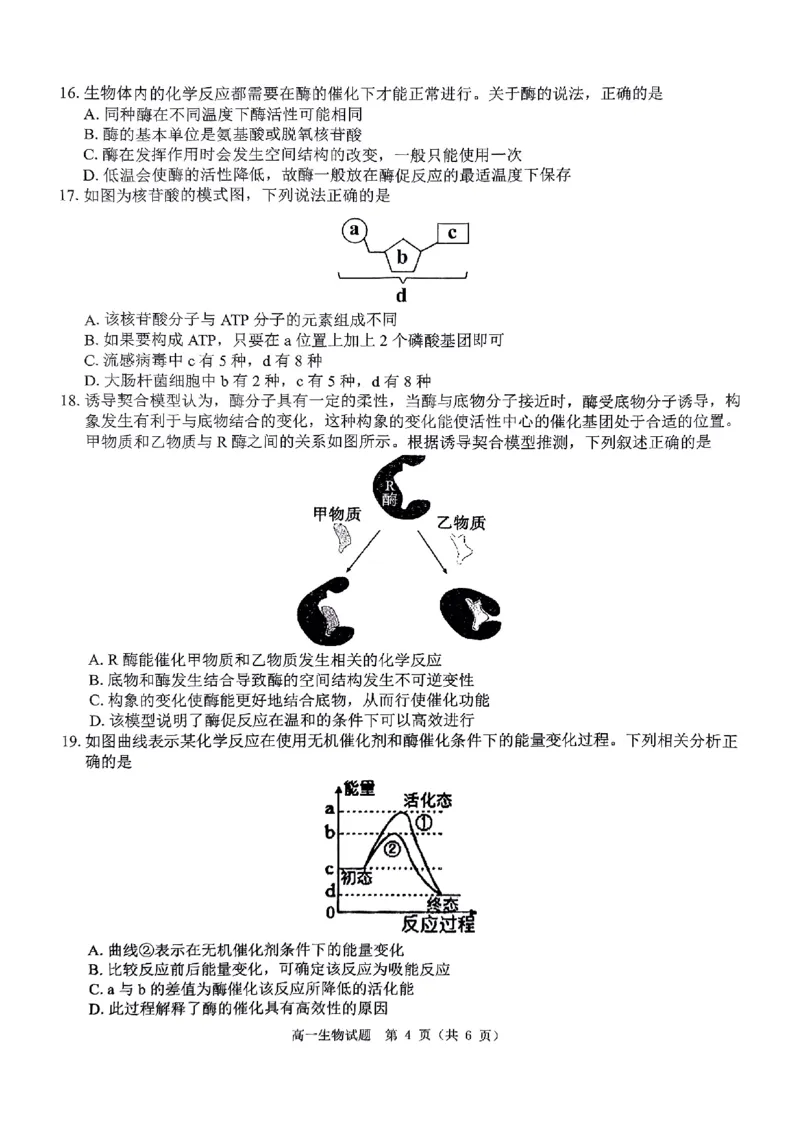 生物试题_2024年12月试卷_1220河南省驻马店市环际大联考&ldquo;逐梦计划&rdquo;2024-2025学年高一上学期阶段性考试（三）