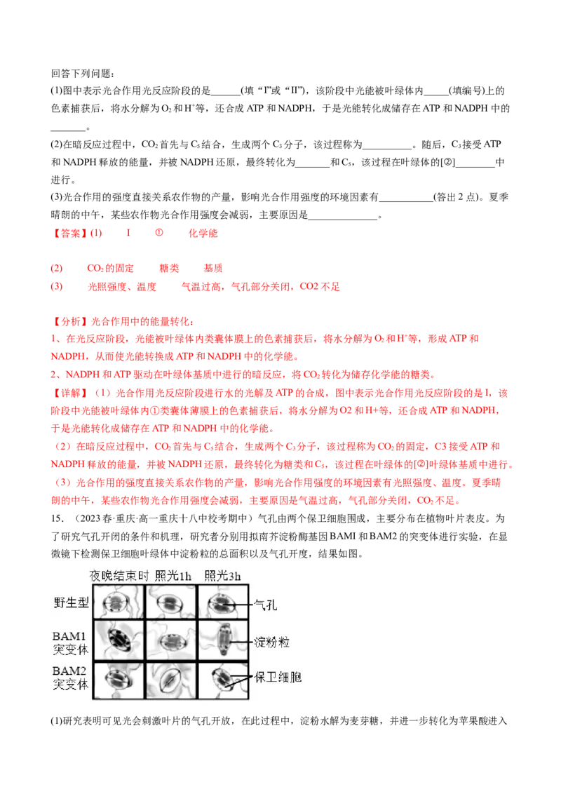 第10.1讲光合色素和光合作用原理（练习）（解析版）_新高考复习资料_2024年新高考复习资料_一轮复习资料_完2024年高考生物一轮复习讲练测(课件+讲义+练习)（新高考）_讲义+练习