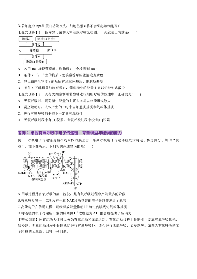 第09讲细胞呼吸（讲义）（原卷版）_2025年新高考资料_一轮复习_2025年高考生物一轮复习讲练测（新教材新高考）
