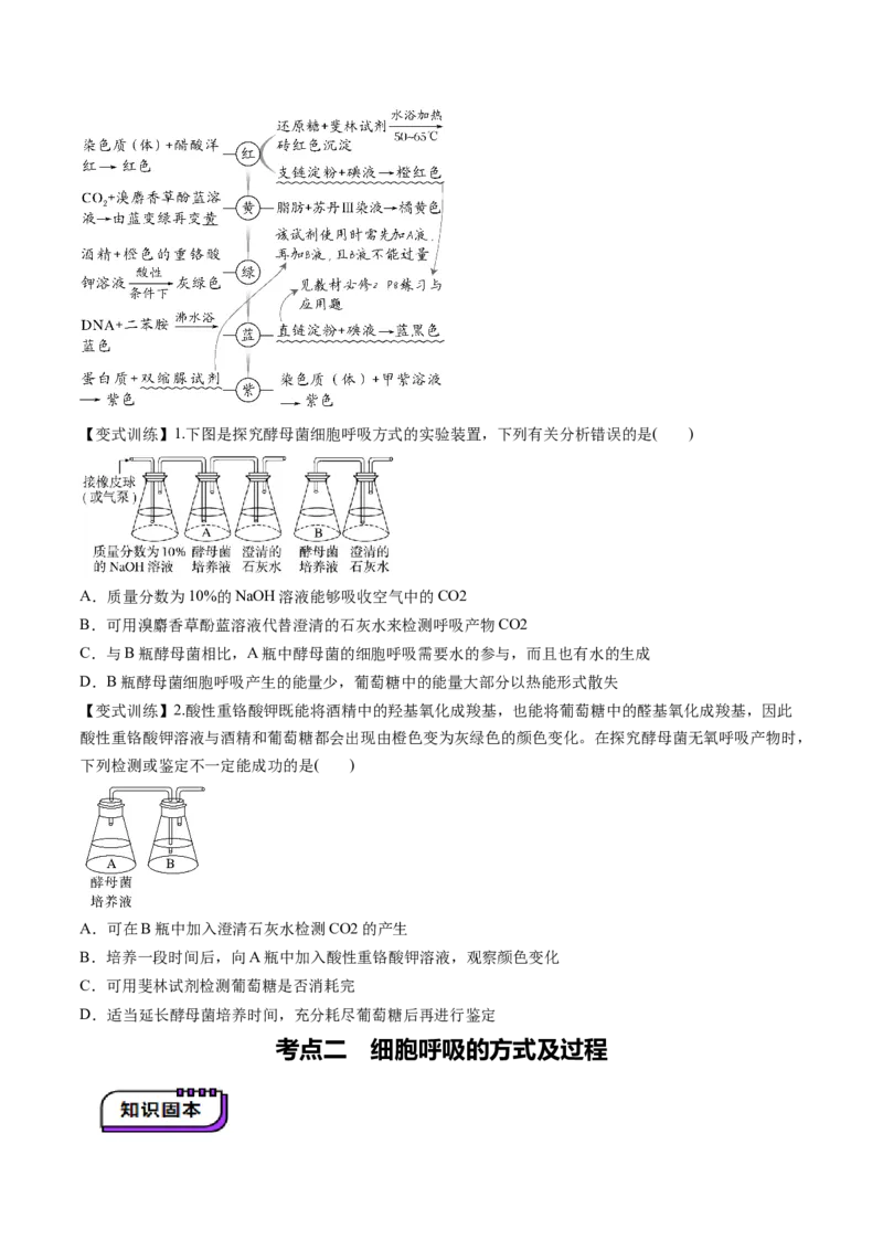 第09讲细胞呼吸（讲义）（原卷版）_2025年新高考资料_一轮复习_2025年高考生物一轮复习讲练测（新教材新高考）