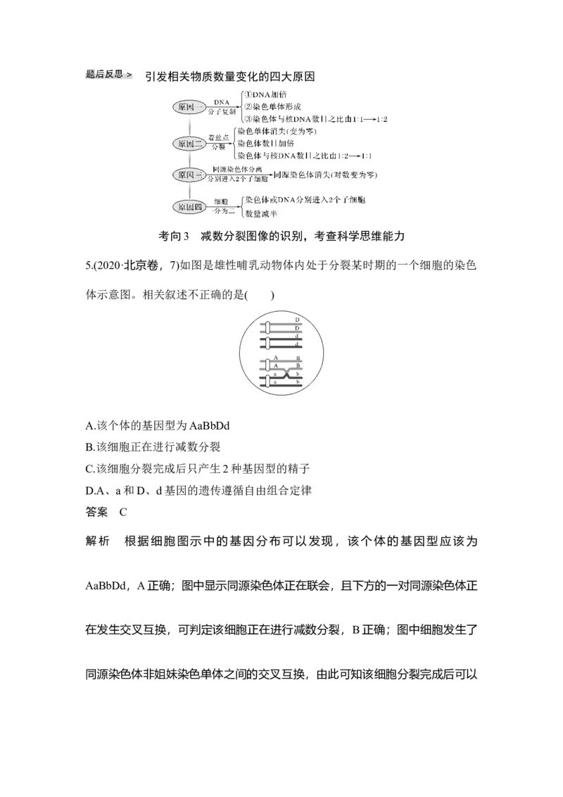 第11讲减数分裂和受精作用_通用版（老高考）复习资料_2023年复习资料_一轮复习_2023年高考生物一轮复习讲义+课件（全国版）_2023年高考生物一轮复习讲义（全国版）_赠补充习题