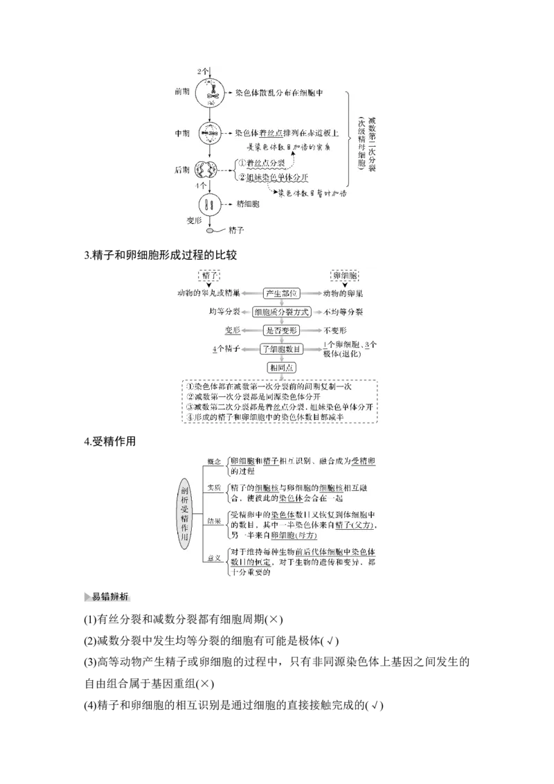 第11讲减数分裂和受精作用_通用版（老高考）复习资料_2023年复习资料_一轮复习_2023年高考生物一轮复习讲义+课件（全国版）_2023年高考生物一轮复习讲义（全国版）_赠补充习题