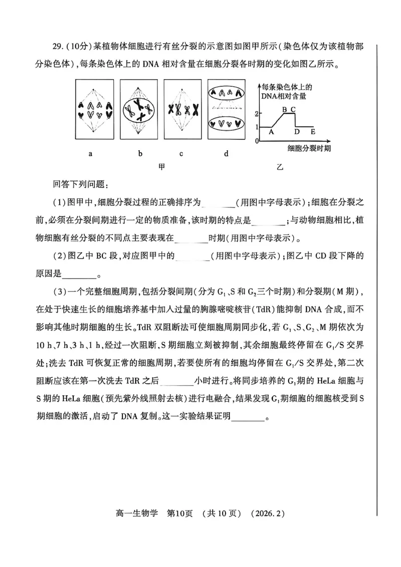 生物试卷_2026年02月高一试卷_260213河南省洛阳市2025-2026学年高一上学期2月期末考试（全）_河南省洛阳市2025-2026学年高一上学期2月期末考试生物试题含答案