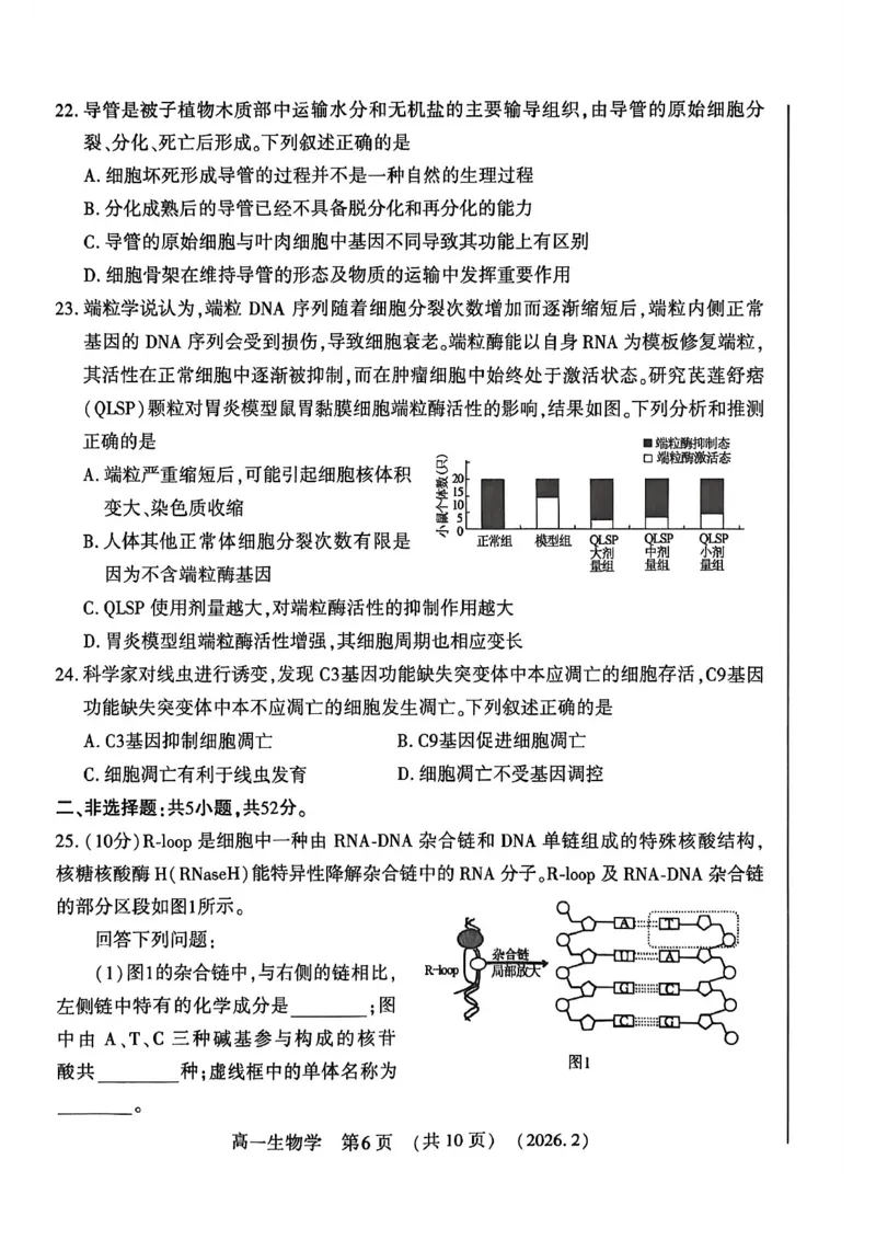 生物试卷_2026年02月高一试卷_260213河南省洛阳市2025-2026学年高一上学期2月期末考试（全）_河南省洛阳市2025-2026学年高一上学期2月期末考试生物试题含答案