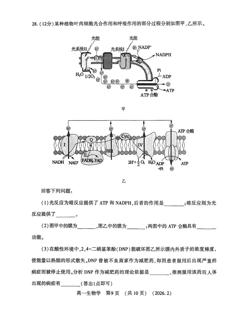 生物试卷_2026年02月高一试卷_260213河南省洛阳市2025-2026学年高一上学期2月期末考试（全）_河南省洛阳市2025-2026学年高一上学期2月期末考试生物试题含答案