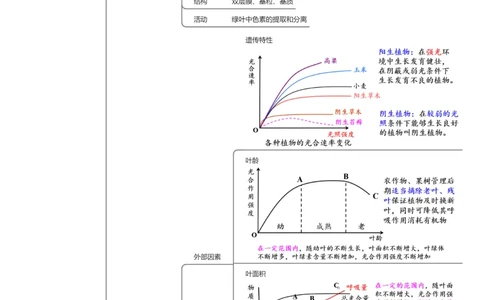第10讲光合作用（知识导图详细版）_2025年新高考资料_一轮复习_2025年高考生物一轮复习讲练测（新教材新高考）