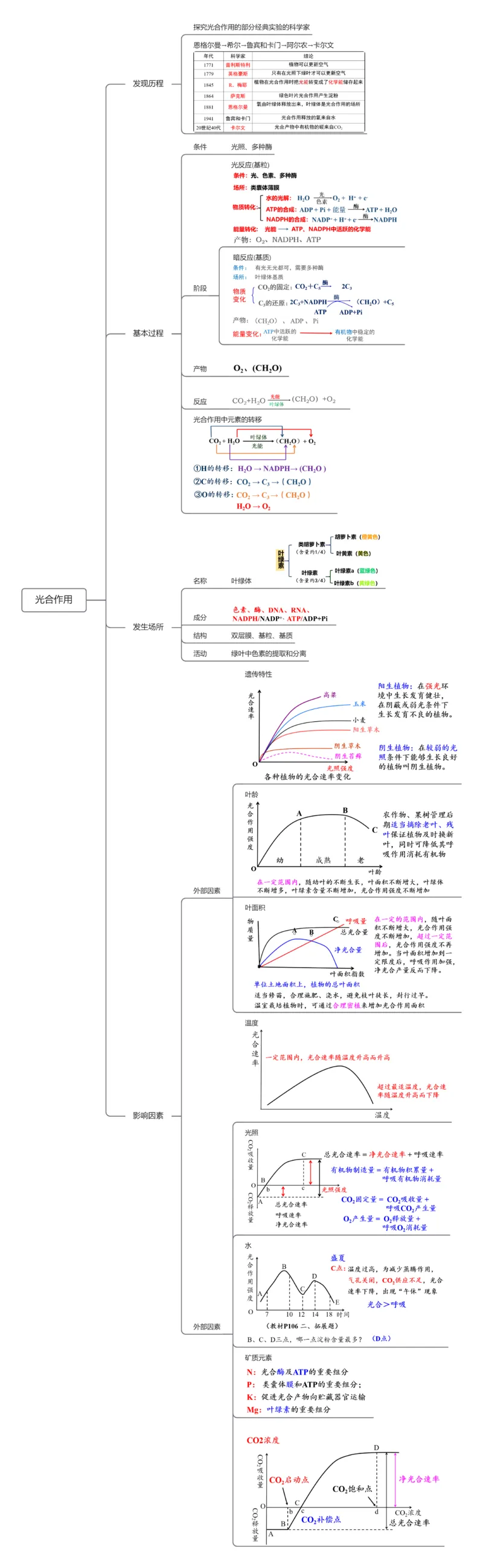 第10讲光合作用（知识导图详细版）_2025年新高考资料_一轮复习_2025年高考生物一轮复习讲练测（新教材新高考）