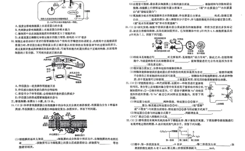 生物试题_2024年12月试卷_1219金太阳河北省百万联考2024-2025学年高一上学期12月联考_河北省百万联考2024-2025学年高一上学期12月联考生物试题