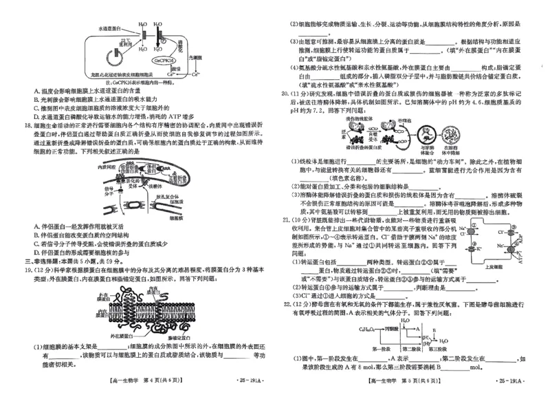 生物试题_2024年12月试卷_1219金太阳河北省百万联考2024-2025学年高一上学期12月联考_河北省百万联考2024-2025学年高一上学期12月联考生物试题