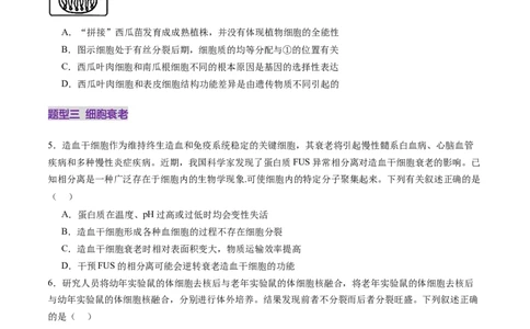 第14讲细胞的分化、衰老、死亡和癌变（练习）（原卷版）_2025年新高考资料_一轮复习_2025年高考生物一轮复习讲练测（新教材新高考）