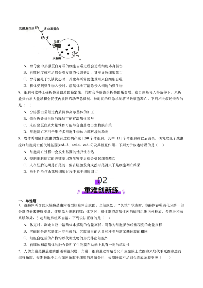 第14讲细胞的分化、衰老、死亡和癌变（练习）（原卷版）_2025年新高考资料_一轮复习_2025年高考生物一轮复习讲练测（新教材新高考）