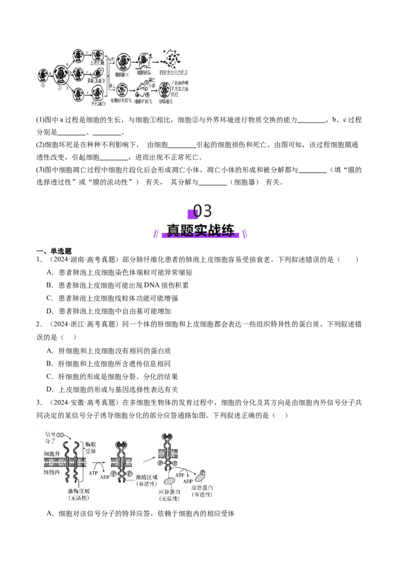 第14讲细胞的分化、衰老、死亡和癌变（练习）（原卷版）_2025年新高考资料_一轮复习_2025年高考生物一轮复习讲练测（新教材新高考）
