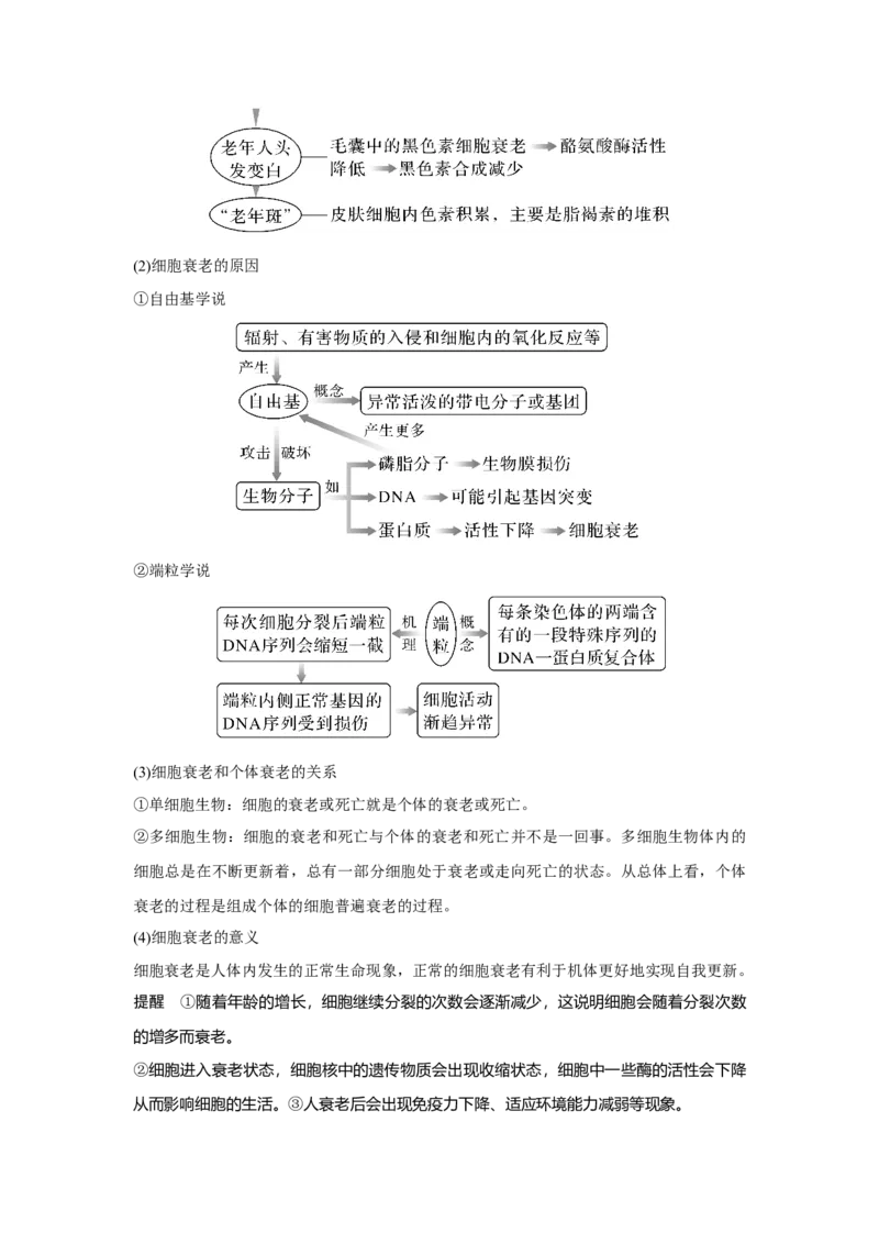 第12讲　细胞的分化、衰老和死亡_新高考复习资料_2023年新高考复习资料_一轮复习_2023年新高考大一轮复习讲义_2023年高考生物一轮复习讲义（新人教新高考）_赠补充习题