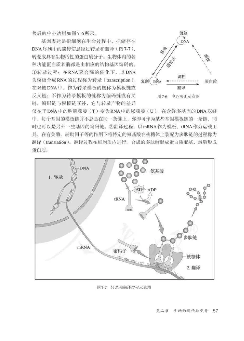 生物学八年级下册教师用书_电子课本_初中教学用书_人教版