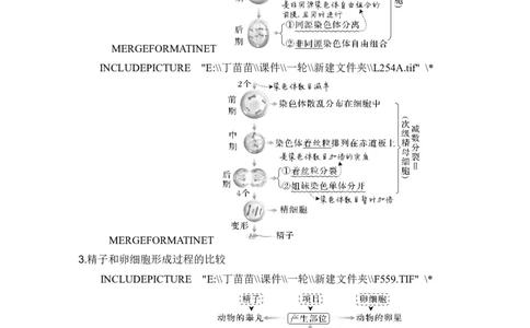第11讲减数分裂和受精作用_新高考复习资料_2024年新高考复习资料_一轮复习资料_完2024生物步步高大一轮复习（课件+讲义）_2024年高考生物一轮复习讲义（新人教版）_另附1套Word版题库