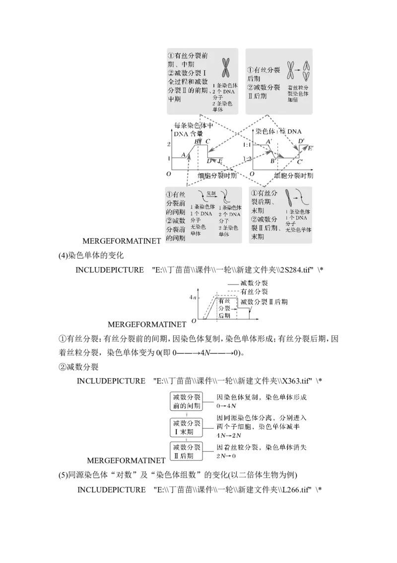 第11讲减数分裂和受精作用_新高考复习资料_2024年新高考复习资料_一轮复习资料_完2024生物步步高大一轮复习（课件+讲义）_2024年高考生物一轮复习讲义（新人教版）_另附1套Word版题库