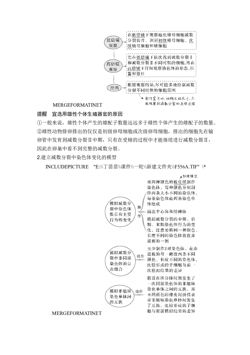 第11讲减数分裂和受精作用_新高考复习资料_2024年新高考复习资料_一轮复习资料_完2024生物步步高大一轮复习（课件+讲义）_2024年高考生物一轮复习讲义（新人教版）_另附1套Word版题库