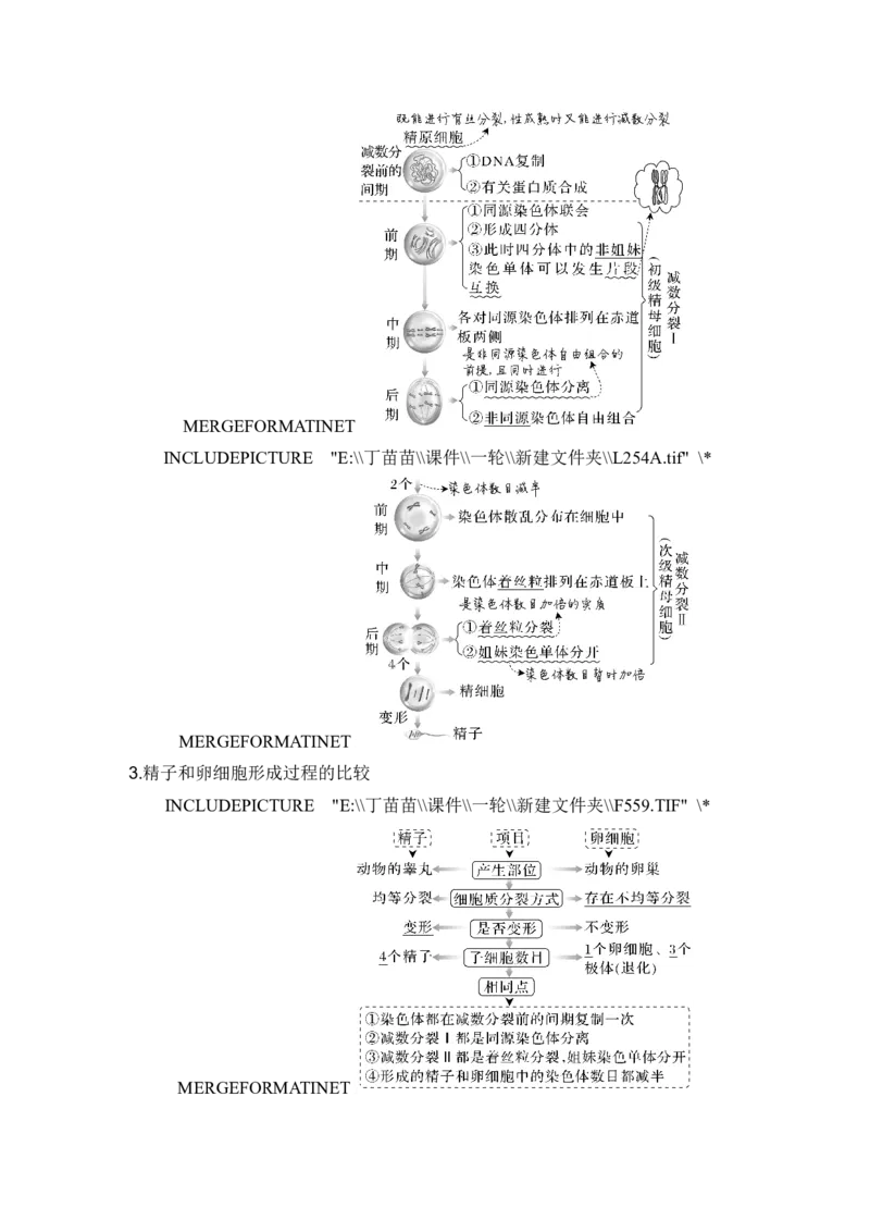 第11讲减数分裂和受精作用_新高考复习资料_2024年新高考复习资料_一轮复习资料_完2024生物步步高大一轮复习（课件+讲义）_2024年高考生物一轮复习讲义（新人教版）_另附1套Word版题库