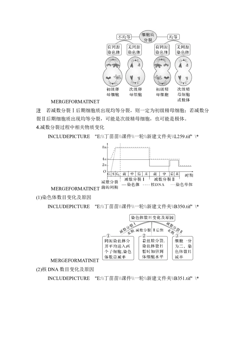 第11讲减数分裂和受精作用_新高考复习资料_2024年新高考复习资料_一轮复习资料_完2024生物步步高大一轮复习（课件+讲义）_2024年高考生物一轮复习讲义（新人教版）_另附1套Word版题库