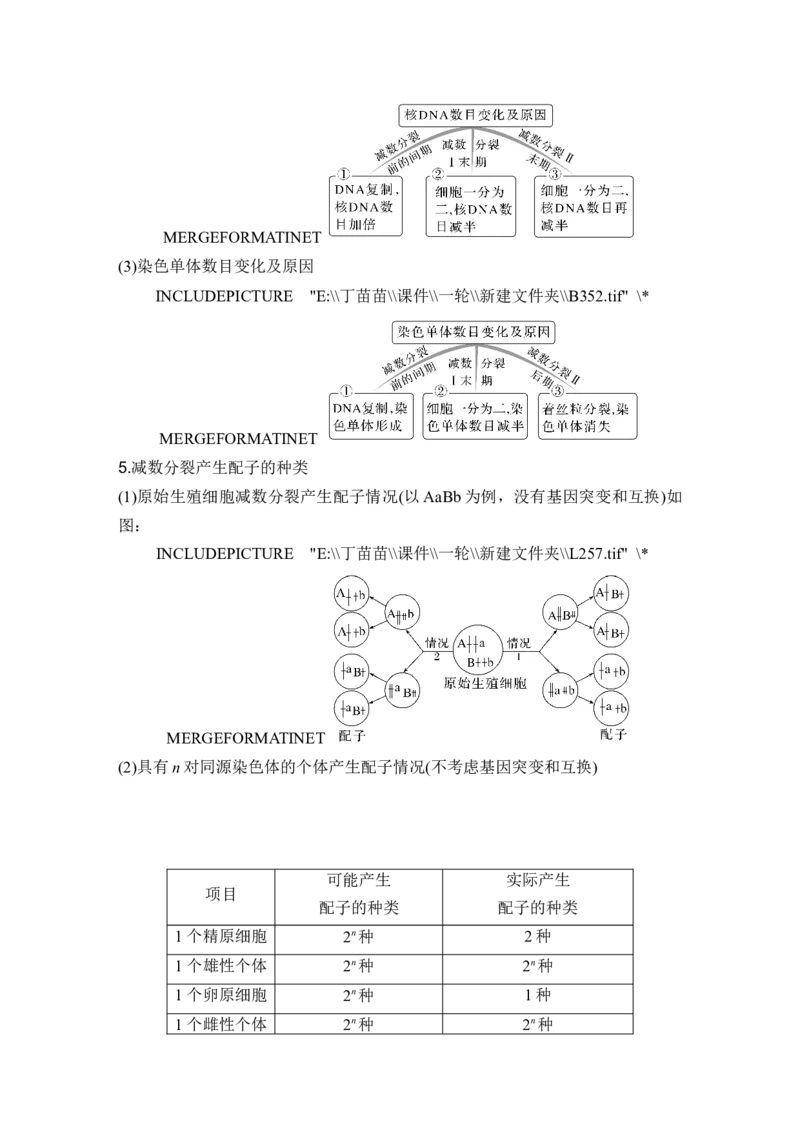 第11讲减数分裂和受精作用_新高考复习资料_2024年新高考复习资料_一轮复习资料_完2024生物步步高大一轮复习（课件+讲义）_2024年高考生物一轮复习讲义（新人教版）_另附1套Word版题库
