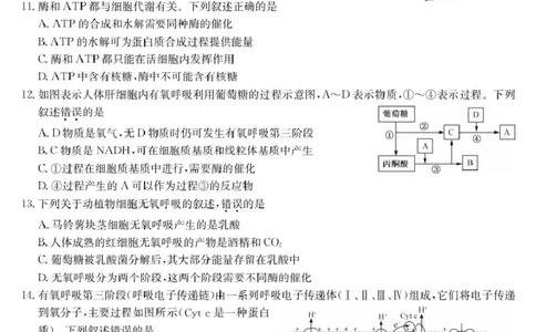 生物-高一质量检测（A）_2026年01月高一试卷_260114甘肃省白银市靖远县第一中学2025-2026学年高一上学期12月月考