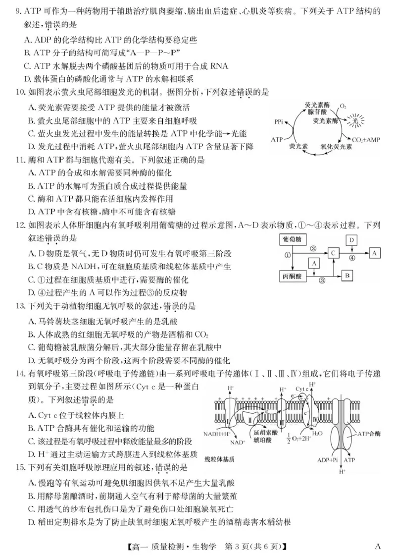 生物-高一质量检测（A）_2026年01月高一试卷_260114甘肃省白银市靖远县第一中学2025-2026学年高一上学期12月月考