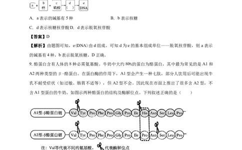 白城实验高中2025-2026学年度高一上学期第一次月考生物试卷解析_2025年10月高一试卷_251025吉林省白城市实验高级中学2025-2026学年高一上学期10月月考