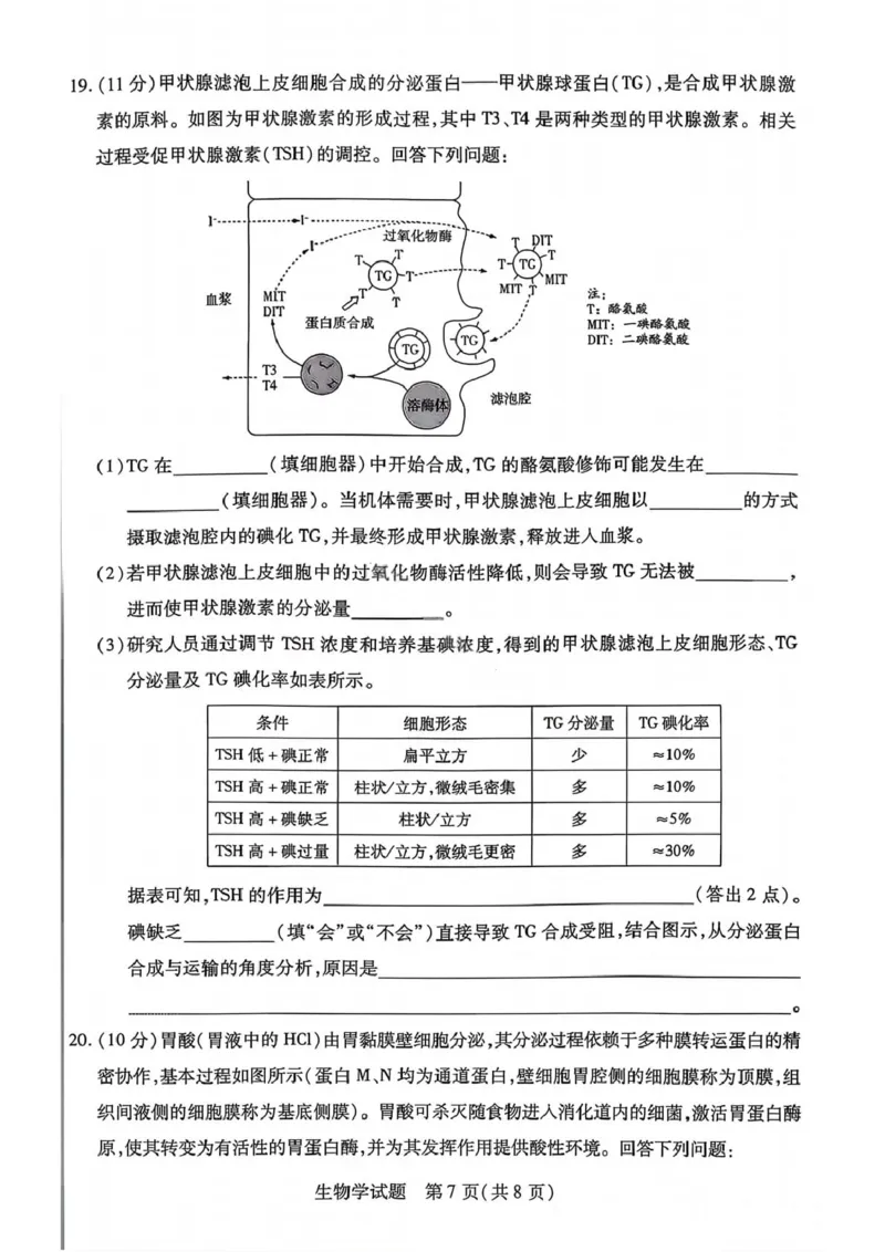 生物试卷-2025-2026学年河南天一大联考高一年级12月阶段性诊断_2025年12月高一试卷_251220河南省天一大联考2025-2026学年高一上学期12月阶段性检测