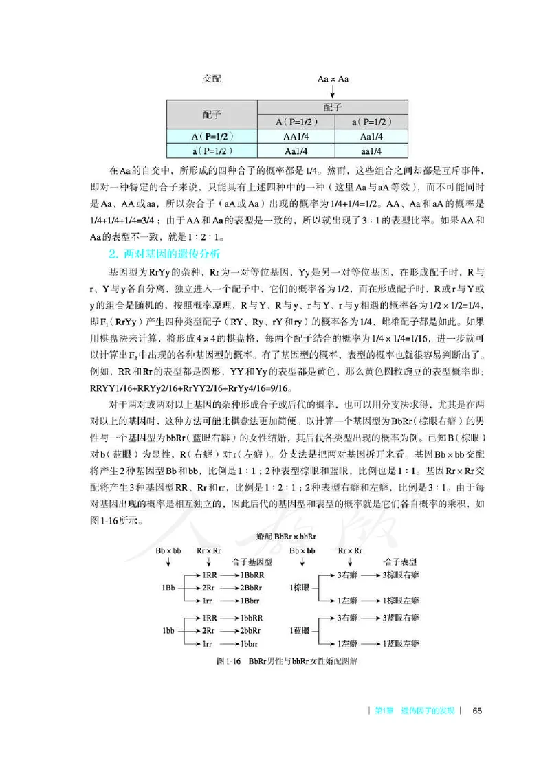 生物必修2遗传与进化教师用书_电子课本_高中教学用书_2019新人教版