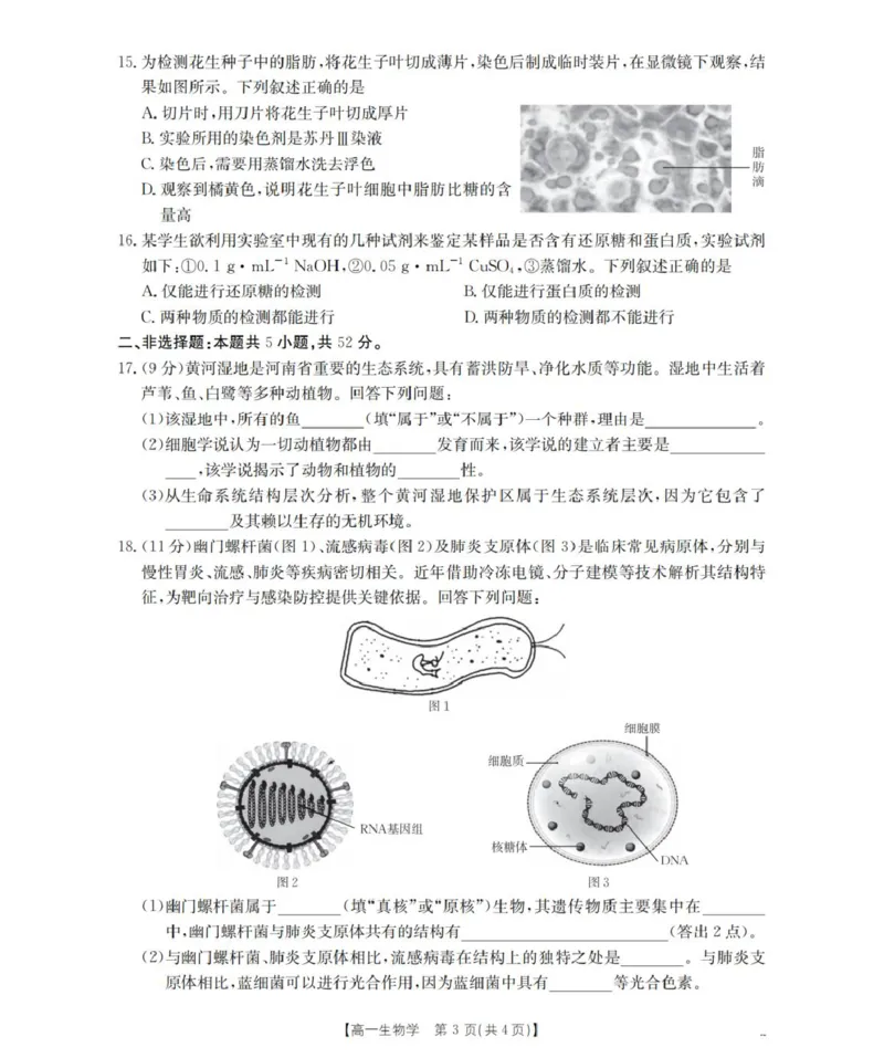 生物学_扫描版_2025年11月高一试卷_251102河南省南阳地区2025年秋季高一10月阶段考试卷（全）_河南省南阳地区2025-2026学年高一上学期10月阶段考试生物试题（图片版，含解析）